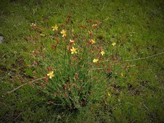 Hypericum silenoides