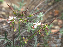 Pelargonium laxum