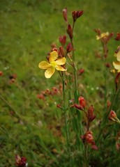 Hypericum silenoides