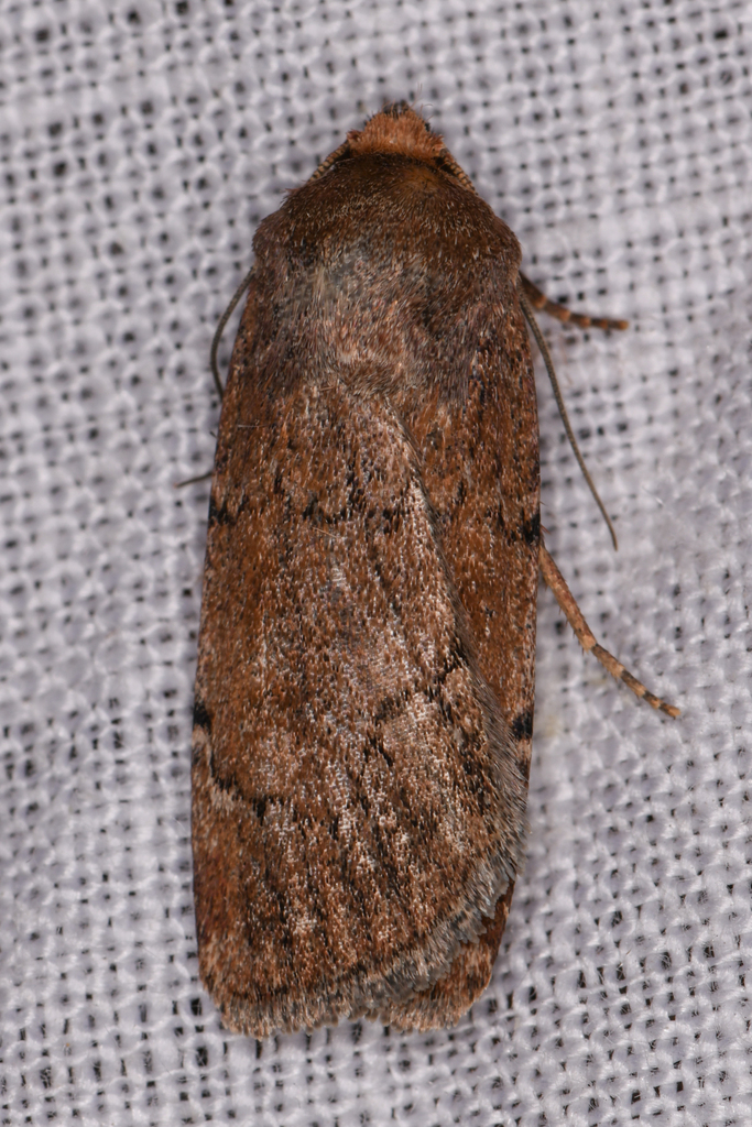 Tesagrotis atrifrons