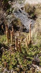 Phlegmariurus crassus