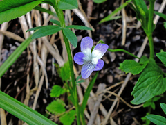 Viola elatior