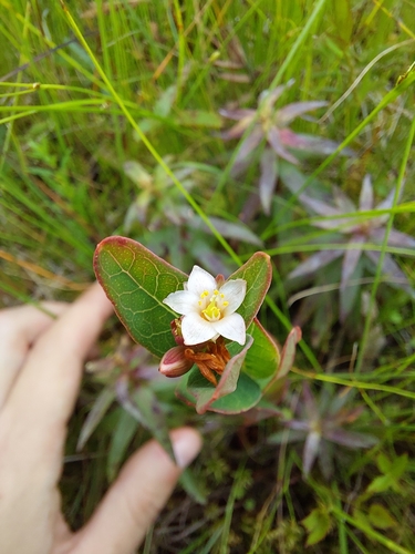 Triadenum japonicum iNat (3)