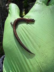 Plethodon cinereus image