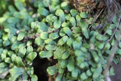 Targionia hypophylla