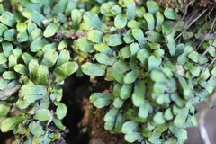 Targionia hypophylla