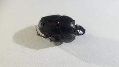 Onthophagini