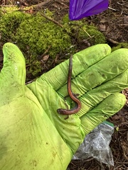 Plethodon cinereus image