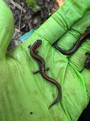 Plethodon cinereus image