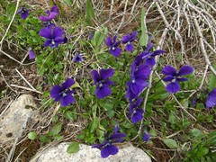 Viola altaica
