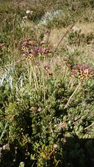 Chaerophyllum eriopodum