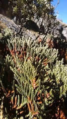 Andicolea colombiana