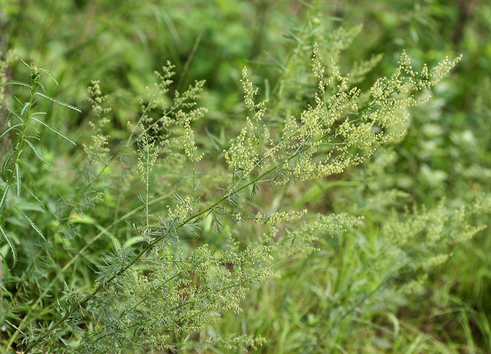 Artemisia manshurica