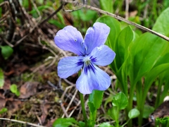 Viola altaica