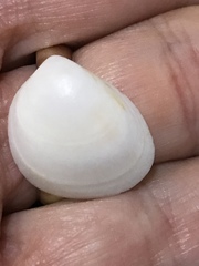 Laevicardium serratum