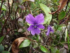Viola altaica
