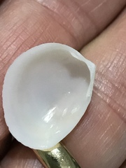 Laevicardium serratum