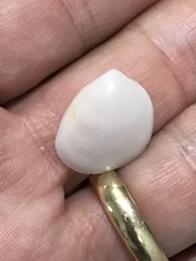 Laevicardium serratum