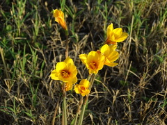 Zephyranthes tubispatha