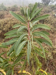 Protea caffra subsp. falcata image
