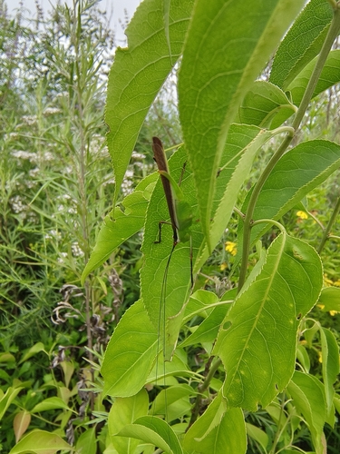 Megaconema geniculata