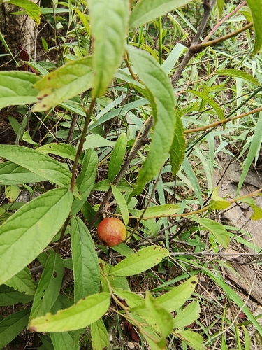 Chinese dwarf cherry