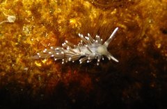 Cuthonella cocoachroma