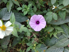 Ipomoea cairica