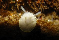 Acanthodoris hudsoni