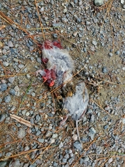 Myodes gapperi image