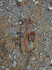 Myodes gapperi image