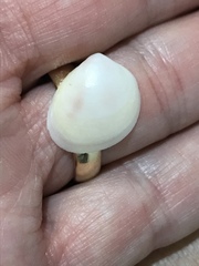 Laevicardium serratum