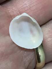 Laevicardium serratum