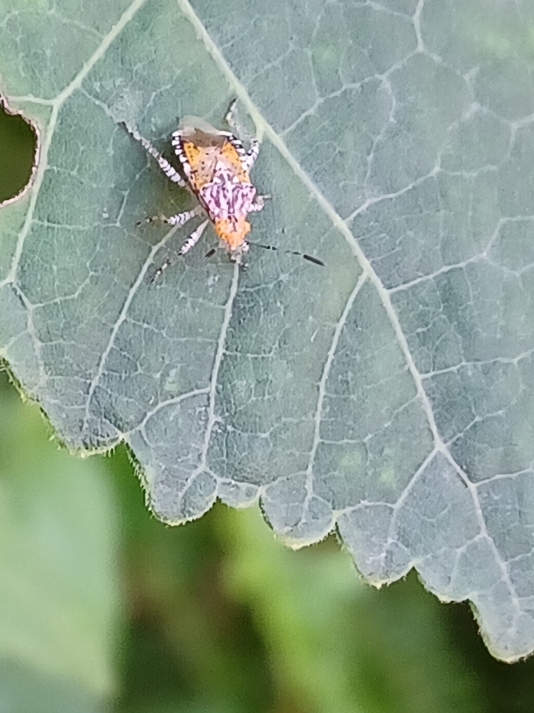 Hibiscus Scentless Plant Bug from Jackson, MS 39211, USA on August 1 ...