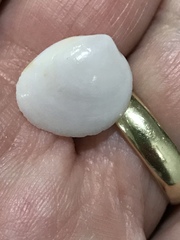 Laevicardium serratum