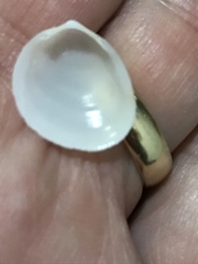 Laevicardium serratum