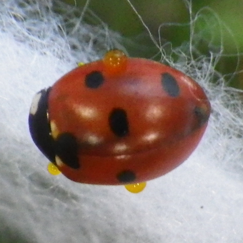 Charly Insect Photo 306130908, (c) Gary Chang, some rights reserved (CC BY-NC-SA ...