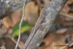 Anolis auratus