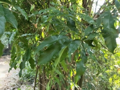 Lithocarpus hancei