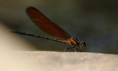 Euphaea lara