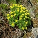 Foursplit Rhodiola - Photo (c) speleokot, some rights reserved (CC BY-NC)