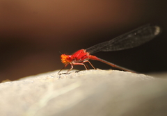 Pseudagrion pilidorsum declaratum