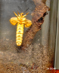Pseudaphelia apollinaris