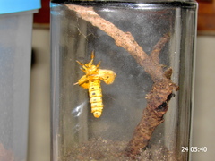 Pseudaphelia apollinaris