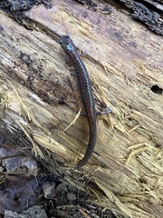 Plethodon cinereus image