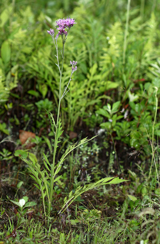 Saussurea maximowiczii