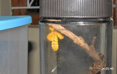 Pseudaphelia apollinaris