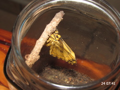 Pseudaphelia apollinaris