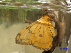 Pseudaphelia apollinaris