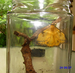 Pseudaphelia apollinaris
